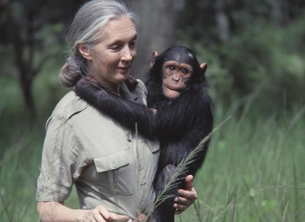 Jane Goodall
