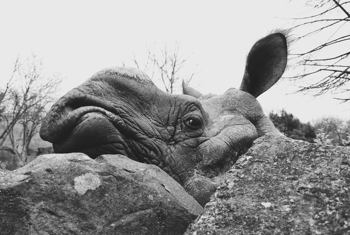 Nosorożec indyjski zmarł w warszawskim ZOO. Kuba należał do wyjątkowego gatunku