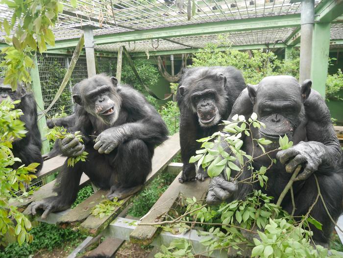 U szympansów ta czynność jest „zaraźliwa”. Nie chodzi o ziewanie/Fot. Kumamoto Sanctuary/CC BY-SA