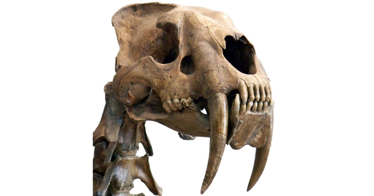 Smilodon
