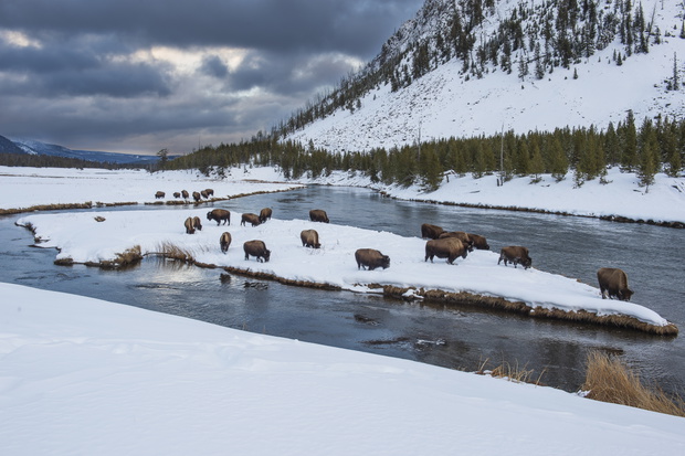 Zima w Parku Narodowym Yellowstone