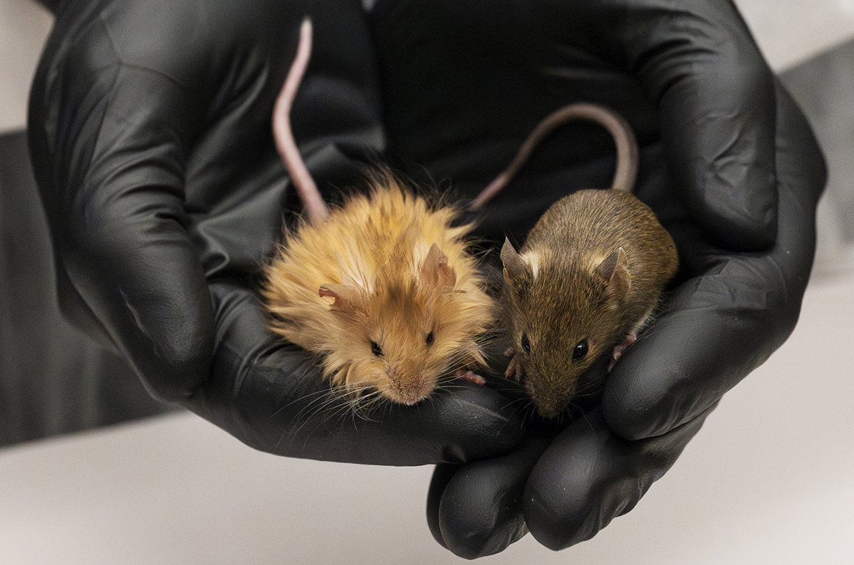Firma Colossal Biosciences ogłosiła przełom w pracach nad przywróceniem mamuta włochatego