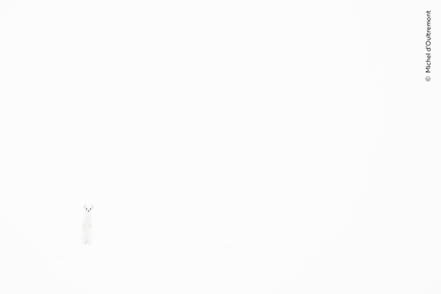 „Whiteout”