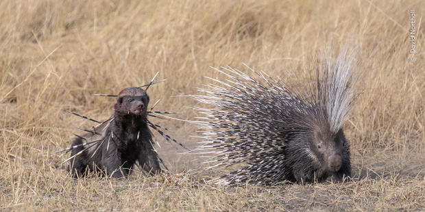 „Spiked”