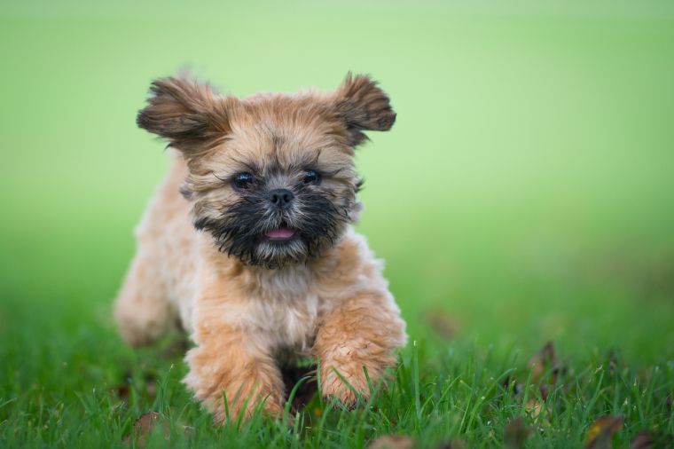 Shih tzu