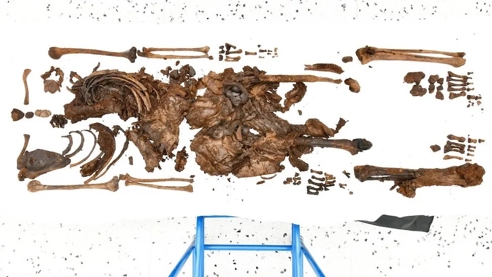 Wielka pomyłka archeologiczna. Ta mumia okazała się kobietą bez głowy