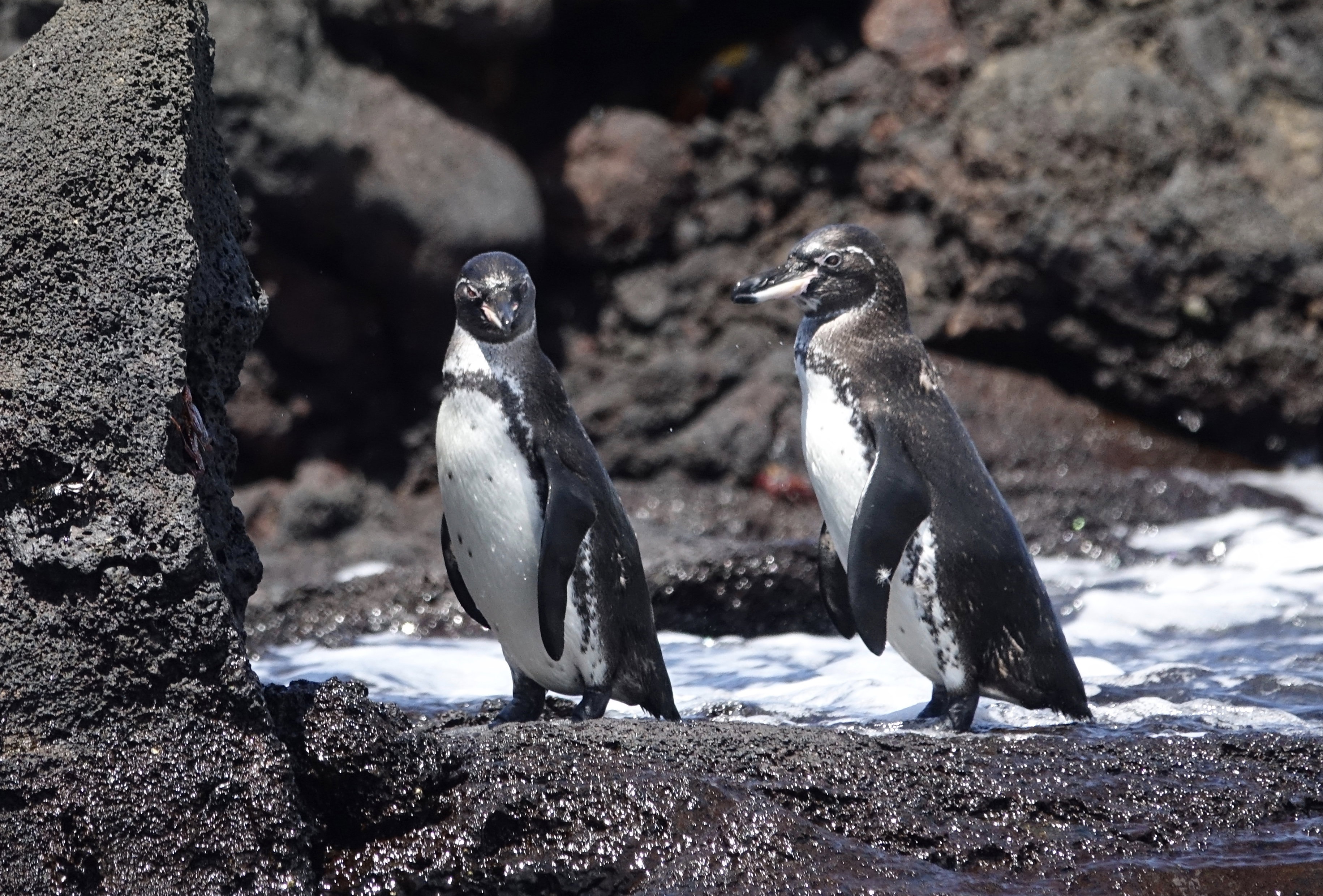 Pingwin równikowy żyje na gorących wyspach Galapagos. To jeden z najrzadszych gatunków na świecie