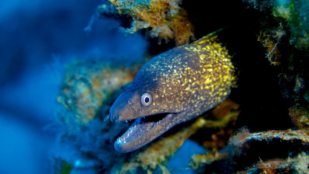 Murena