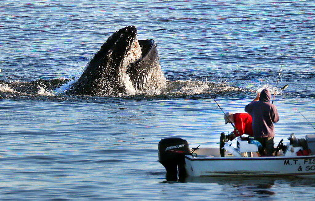 Hity wielorybów potrafią pokonać ocean. Humbaki oddalone o 14 tys. km śpiewają te same pieśni (fot. John Tlumacki/The Boston Globe via Getty Images)