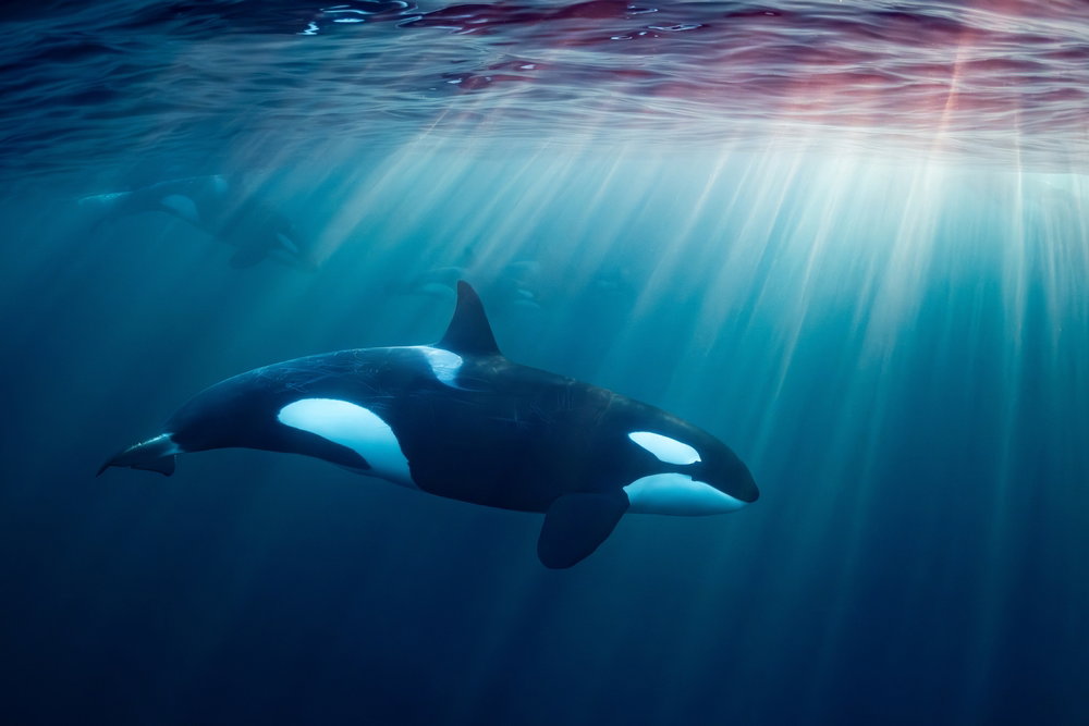 Orka oceaniczna to szczytowy drapieżnik