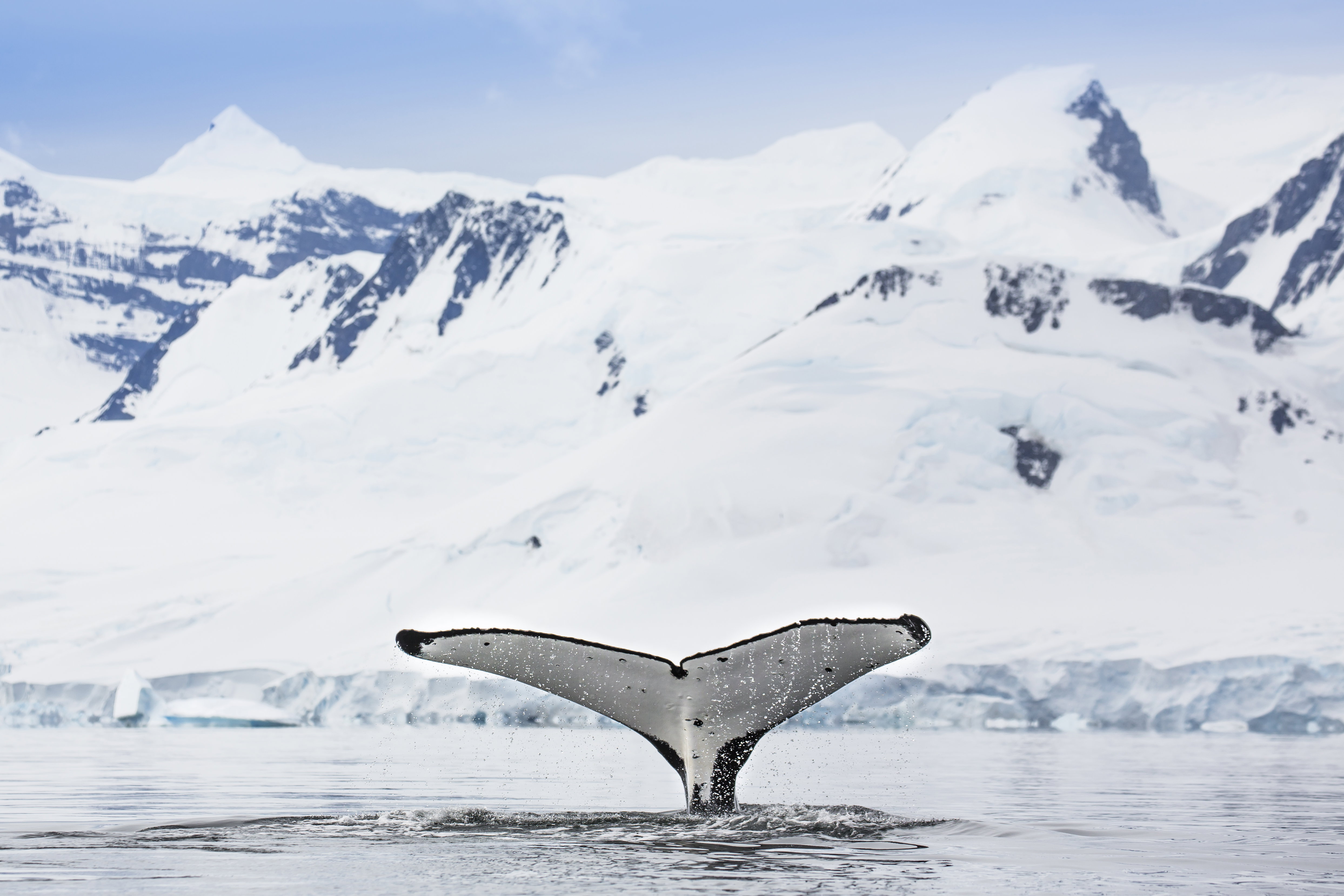 Humpback whale at Dorian Bay, Antarctica