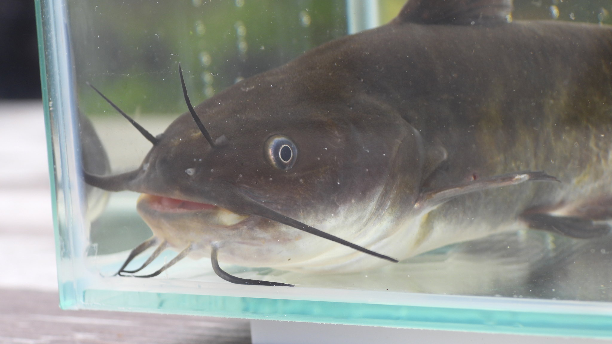 Ameiurus_nebulosus_sumik-karlowaty-1
