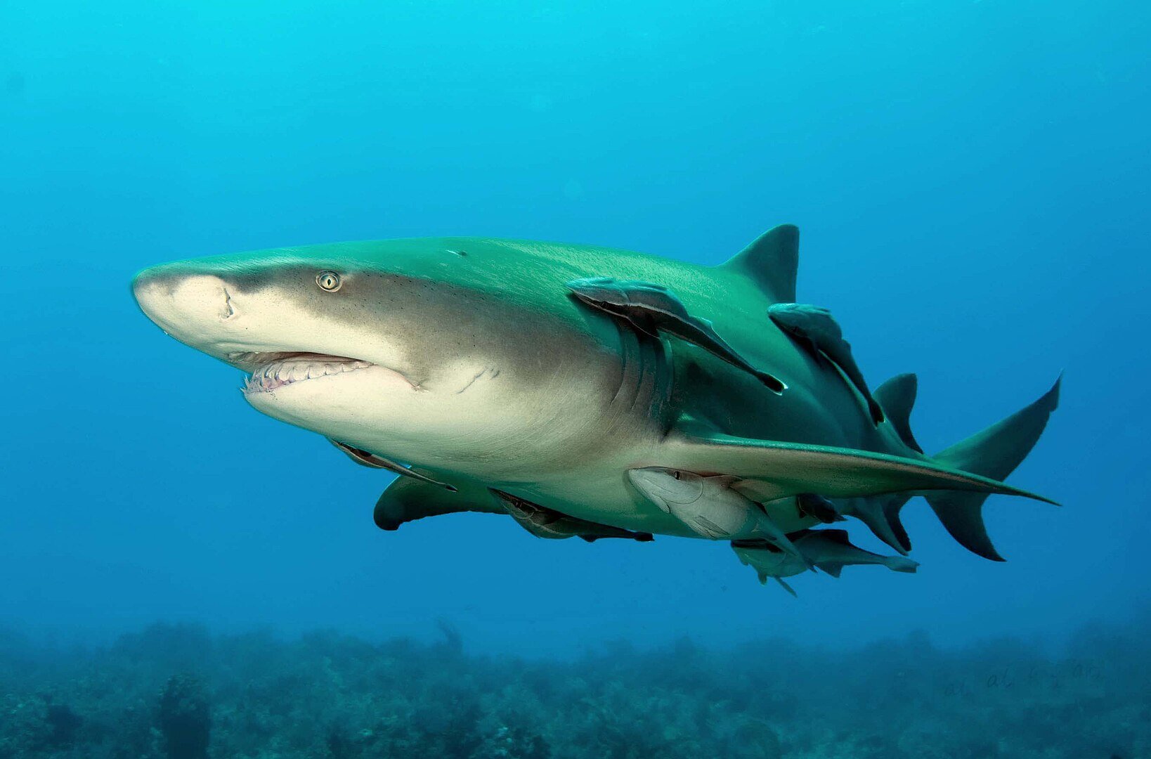 Nowe kształty potwora. Naukowcy odkryli, jak naprawdę wyglądał megalodon
