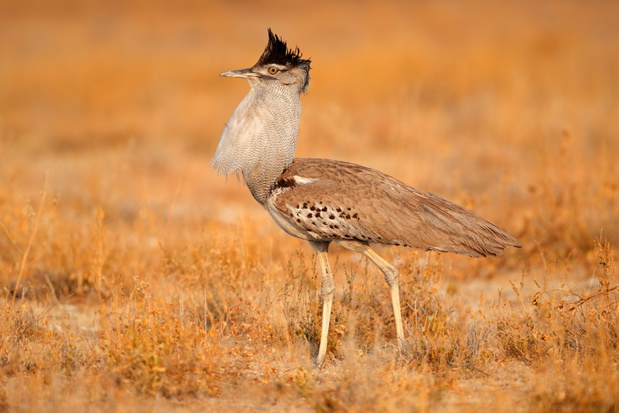 Drop olbrzymi, Park Narodowy Etosha, Namibia