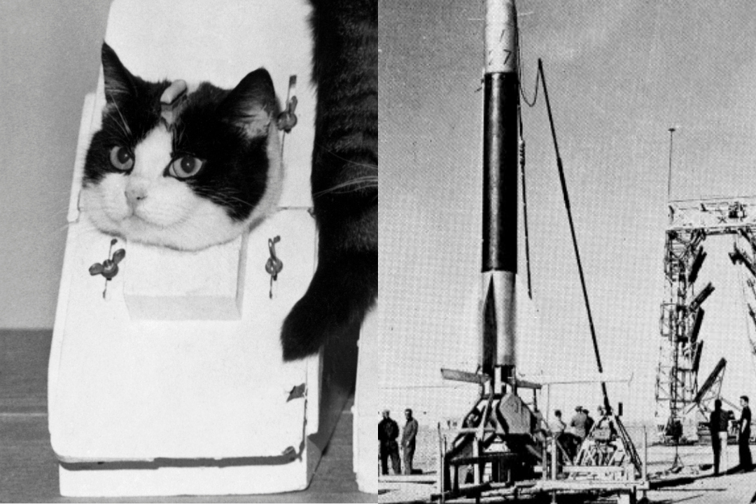 Z paryskiej ulicy w kosmos. Jak bezdomna kotka Félicette została pierwszą kocią astronautką