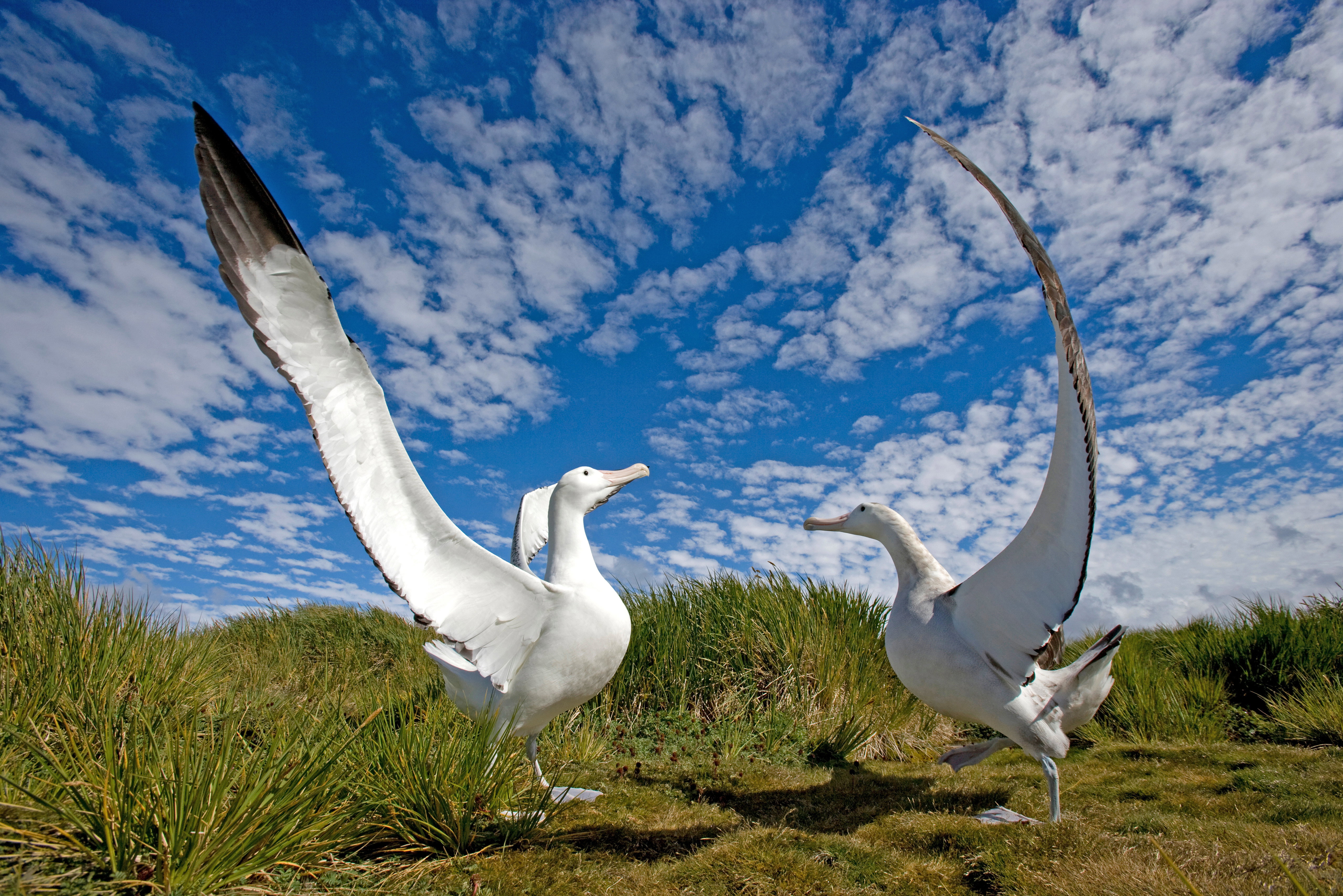 Albatros wędrowny, Georgia Południowa