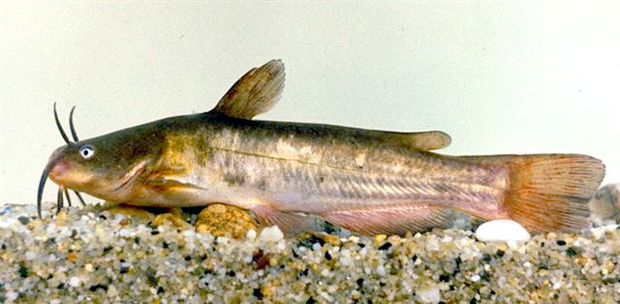Ameiurus_nebulosus_sumik-karlowaty-2