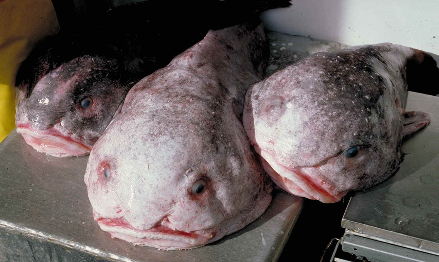 Blobfish nazwano najbrzydszą rybą świata