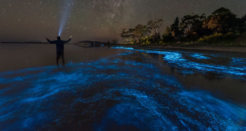 Zorza polarna w oceanie? Biohunterzy uwiecznili nietypowe zjawisko na zdjęciach