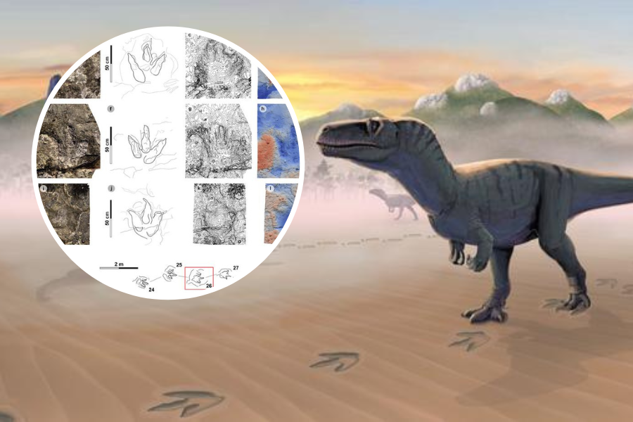 Spacer dinozaurów zaklęty w kamieniu. Niezwykłe odkrycie w Szkocji