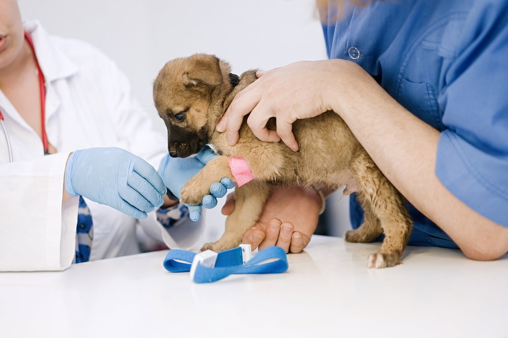 Które szczenięta wykonały „nierozwiązywalne zadanie”? Niezwykłe badania psów/Fot. Shutterstock/D'Action Images