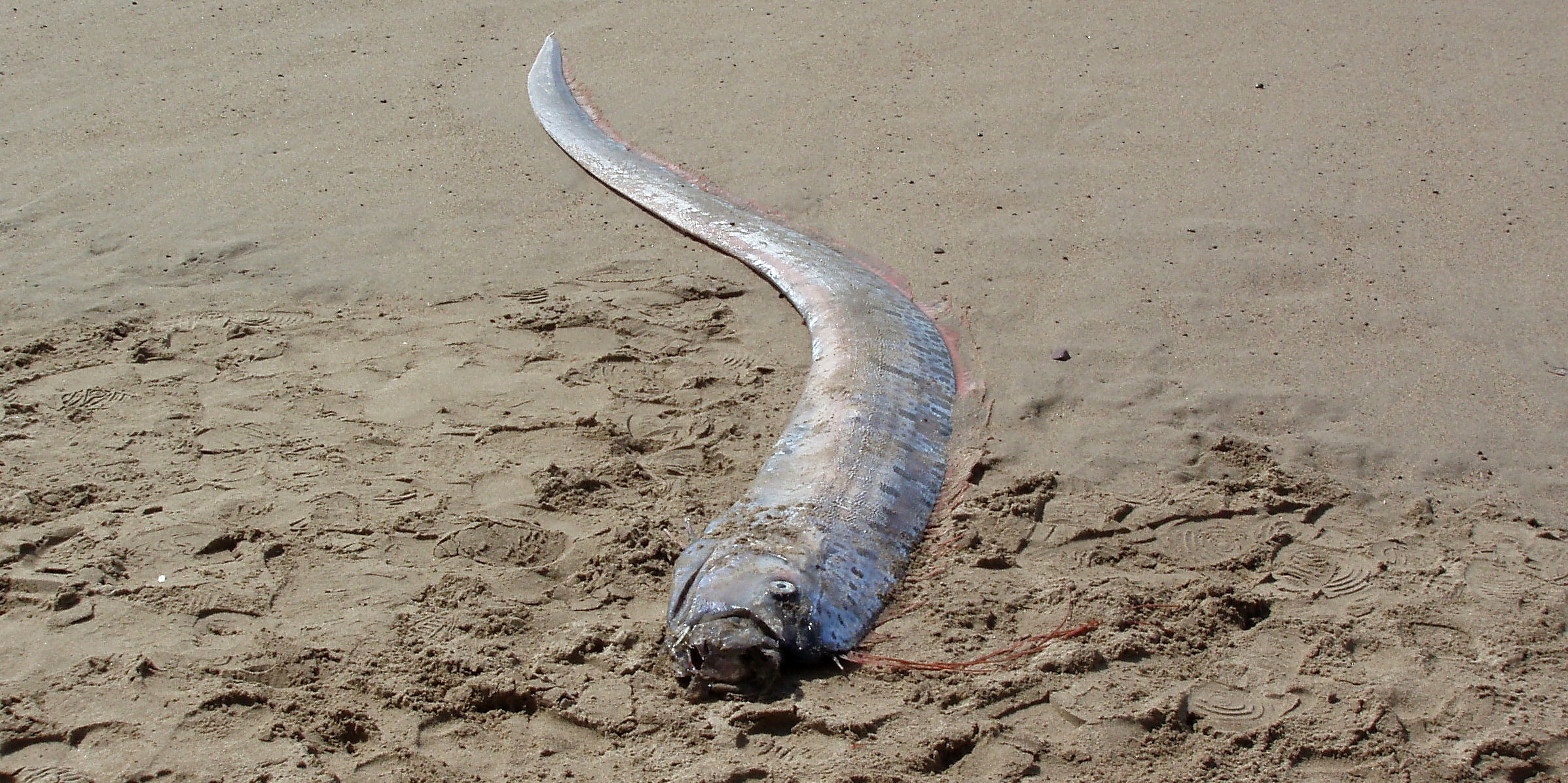 „Ryba zagłady” znaleziona na plaży