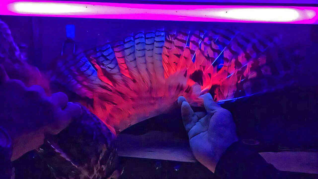 Pióra sowy uszatej świecące pod lampą UV