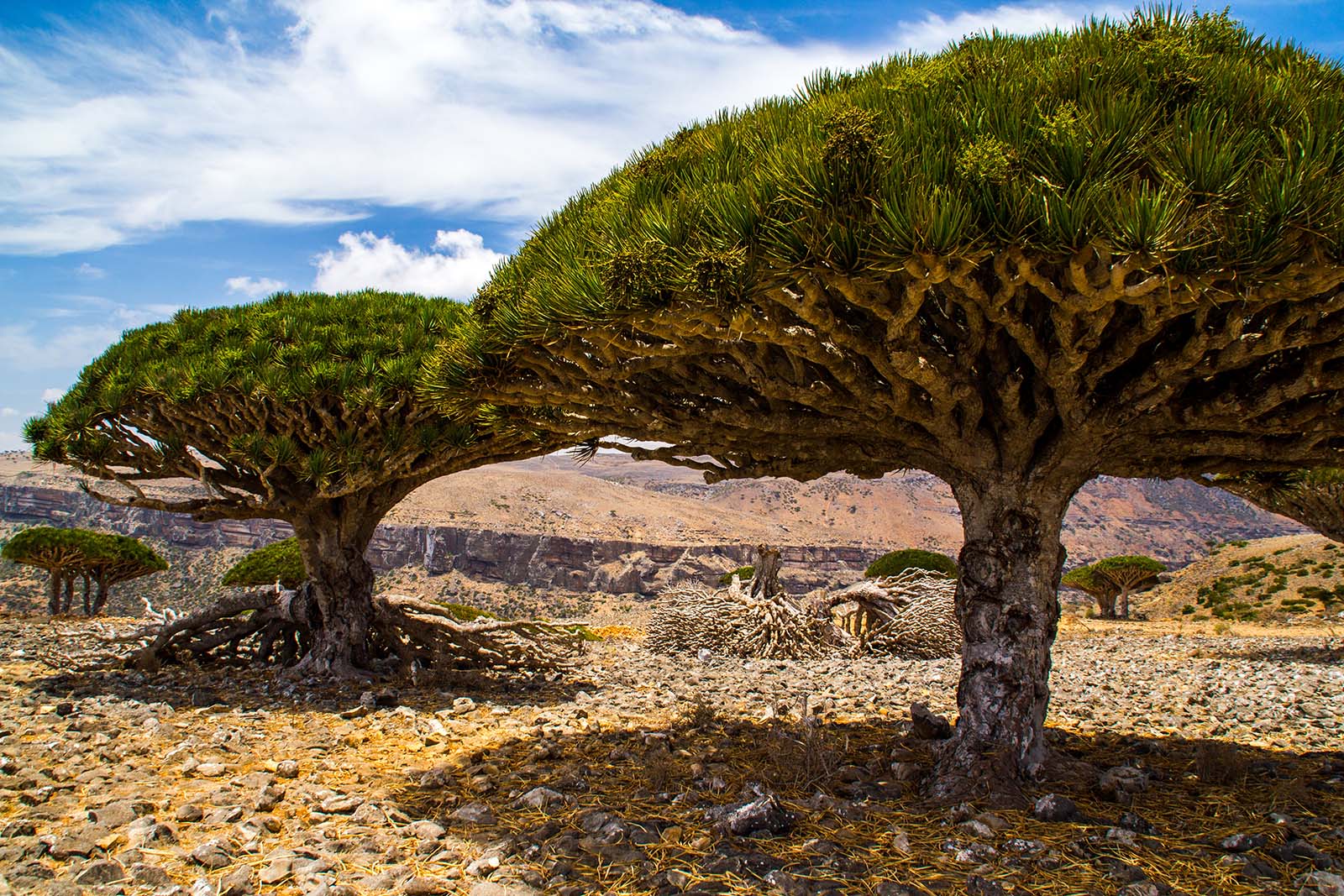 Socotra_1