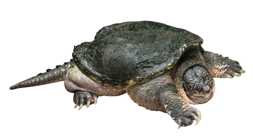 Żółw jaszczurowaty przypomina prehistoryczną bestię