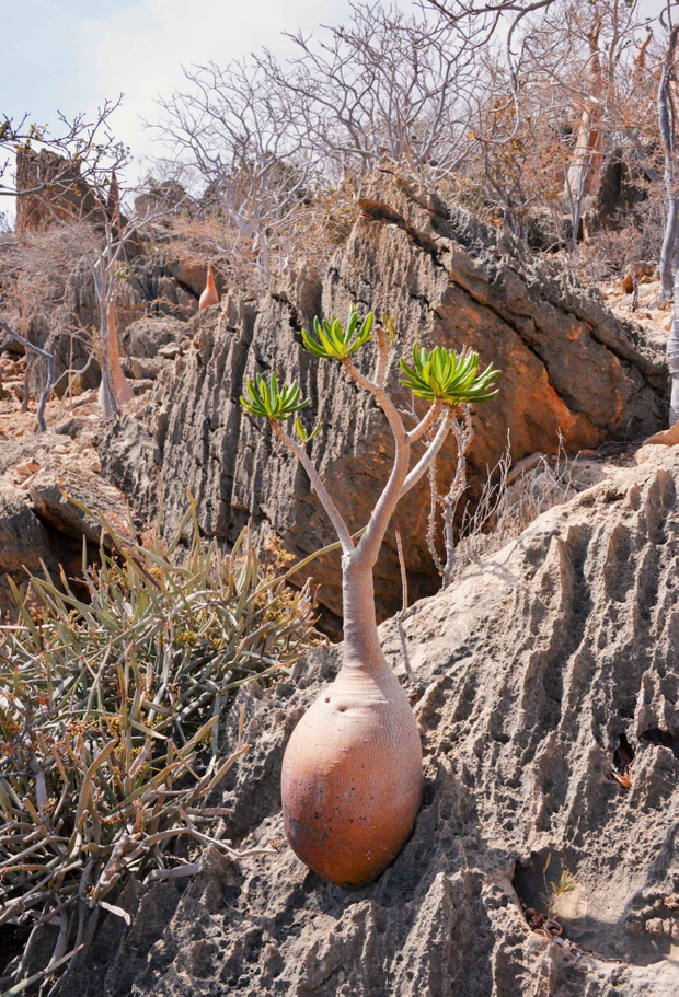 Socotra_2