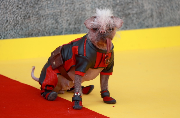 Peggy w roli Dogpoola
