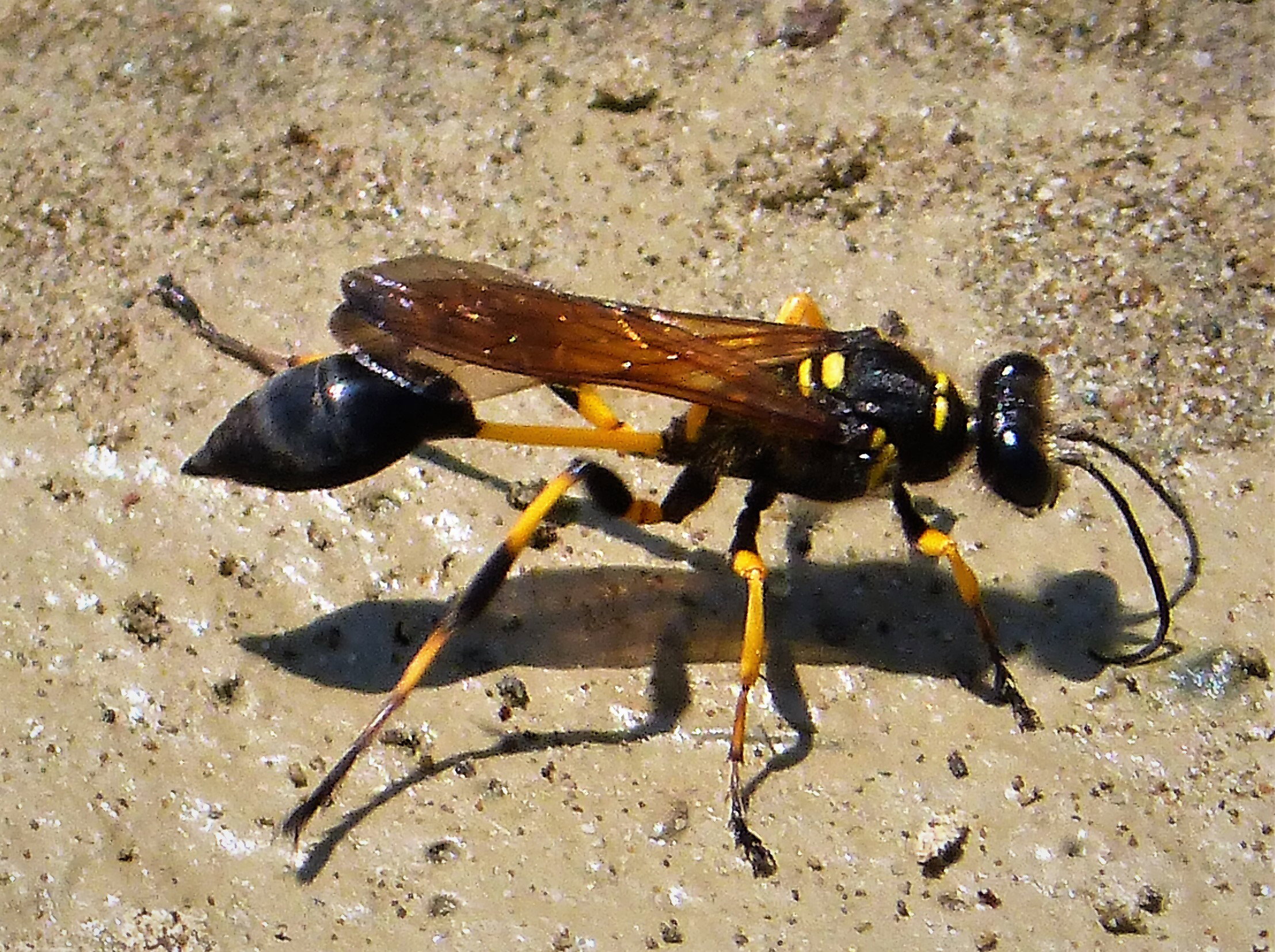 Sceliphron_destillatorium_gliniarz-nascienny