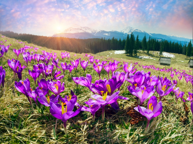 Crocuses spring Chornogory
