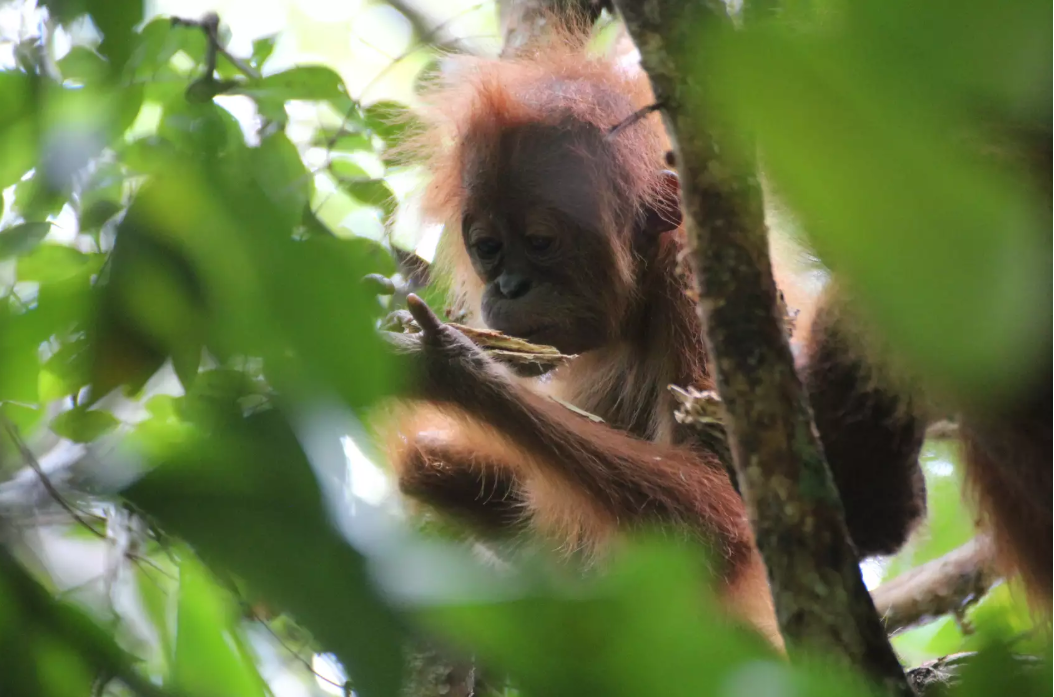 Życie w ZOO pobudza ciekawość? Niezwykłe wyniki badań orangutanów