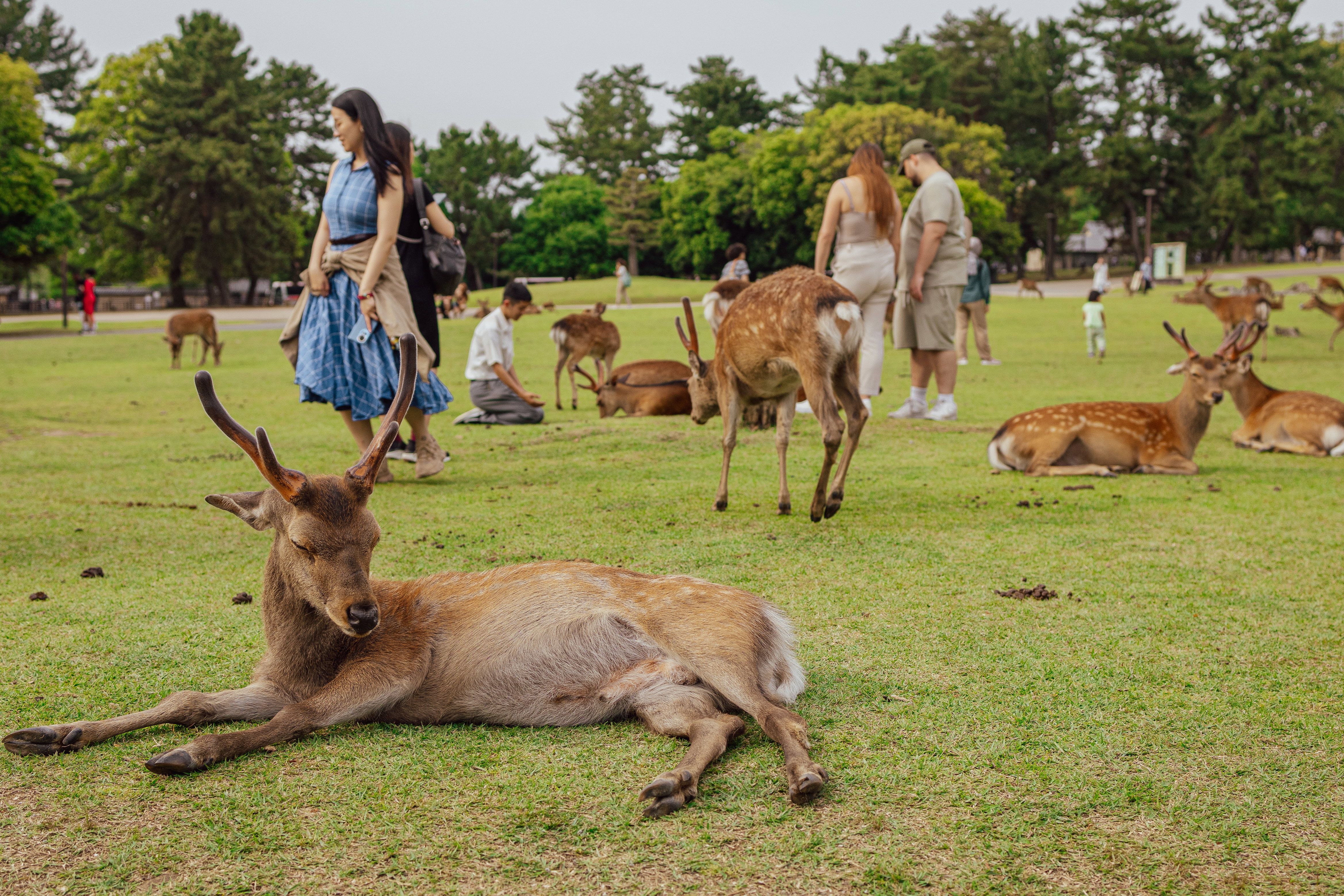 Nara