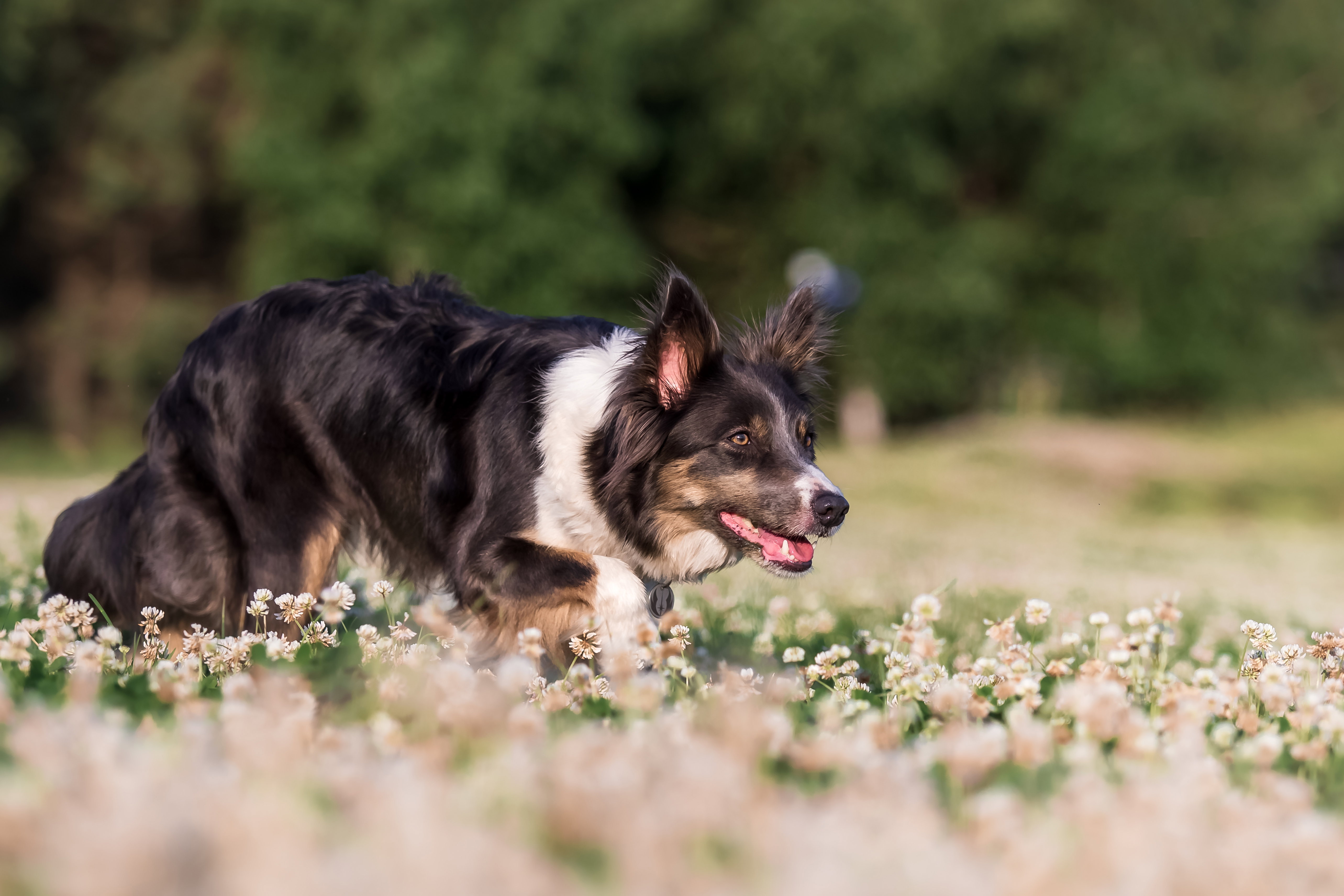 Border collie to najinteligentniejszy pies pasterski
