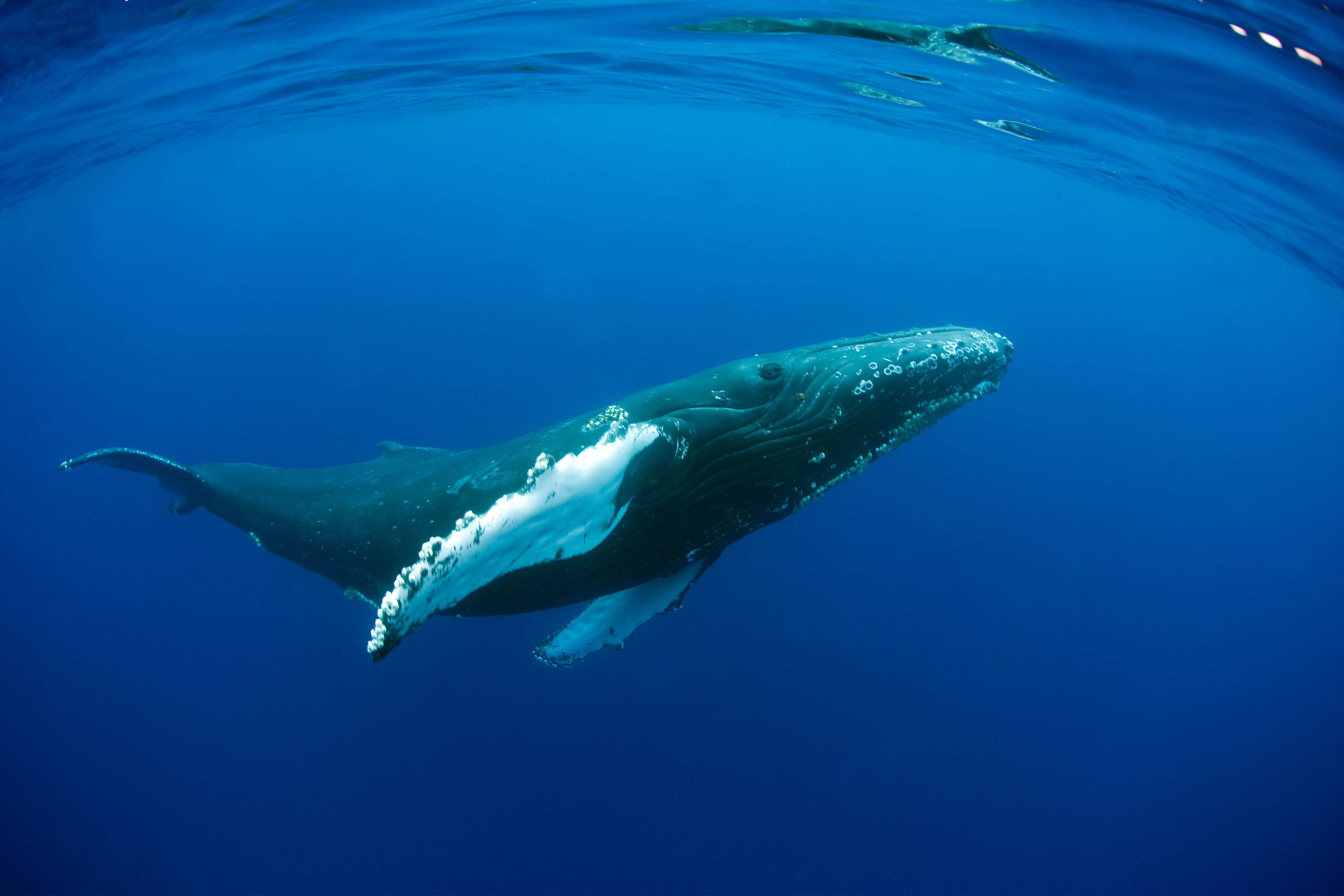 Płetwal garbaty pływający pod wodą u wybrzeży Maui na Hawajach.