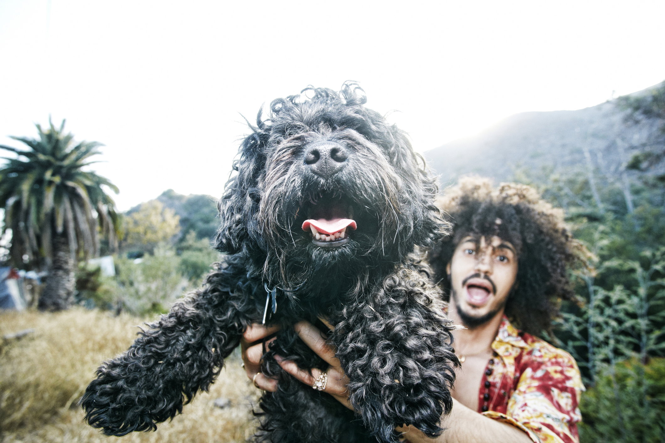 pies jak pan