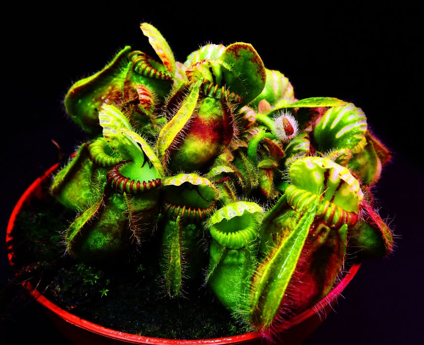 Cephalotus follicularis