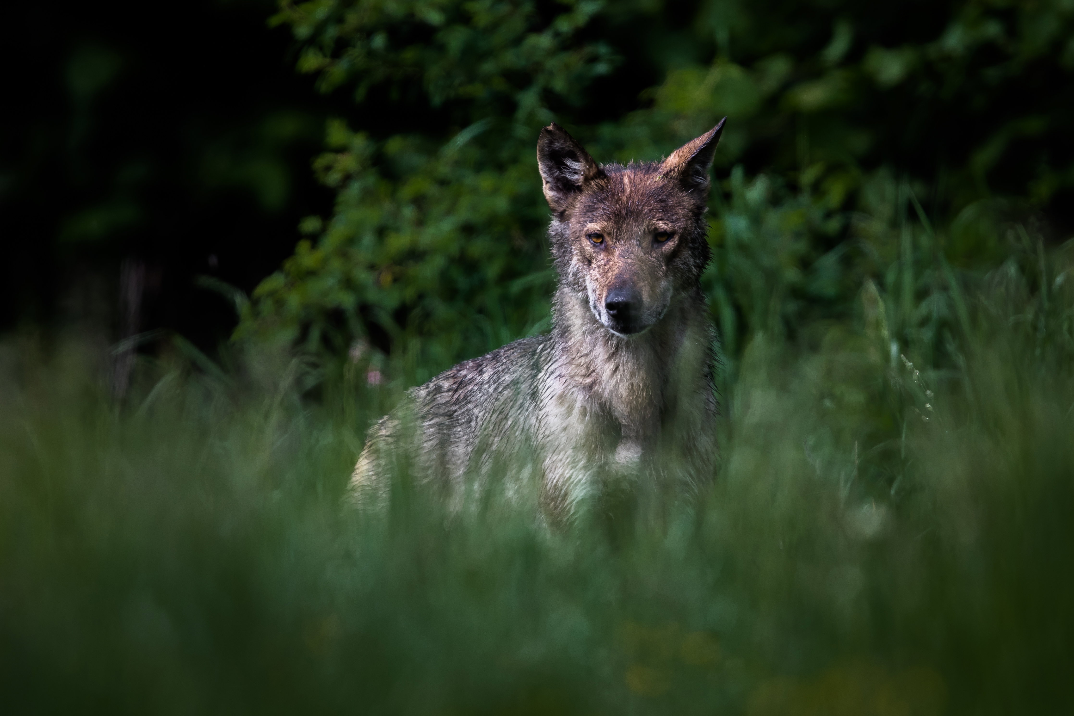 Wilki w Polsce są ofiarą złej reputacji. Czas oddzielić mity od faktów