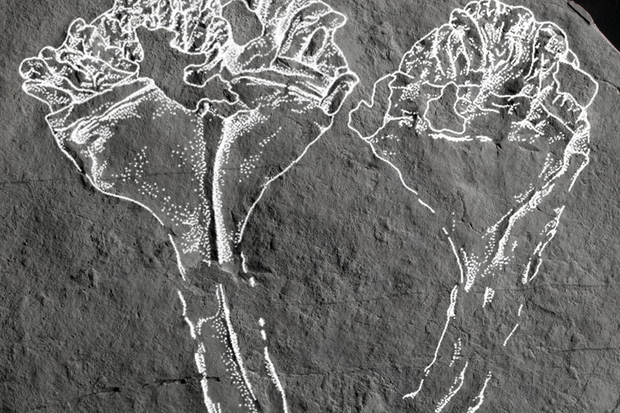 skamieniałość Auroralumina attenboroughii