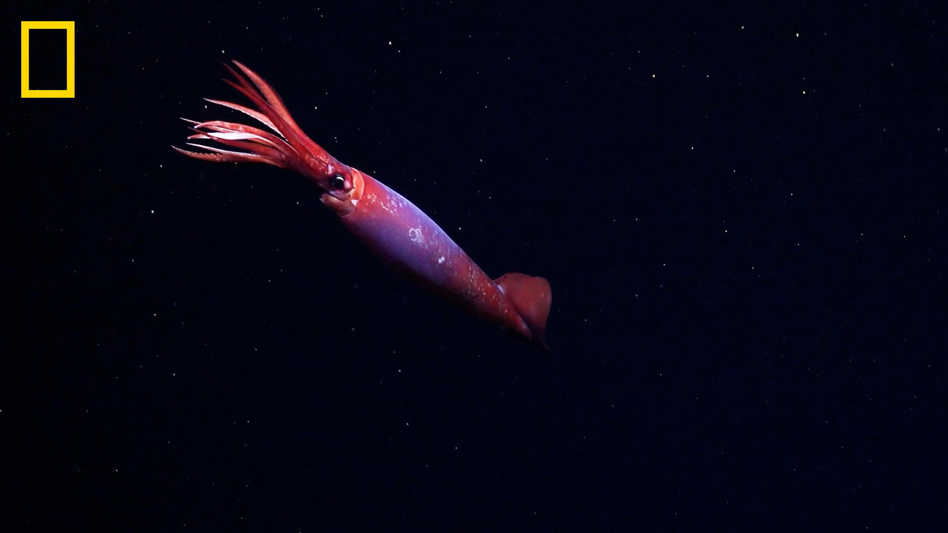 Gonatus antarcticus na filmie National Geographic