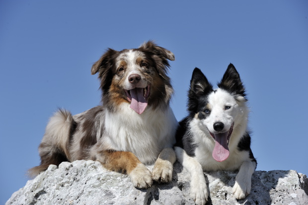 Australijski owczarek i border collie