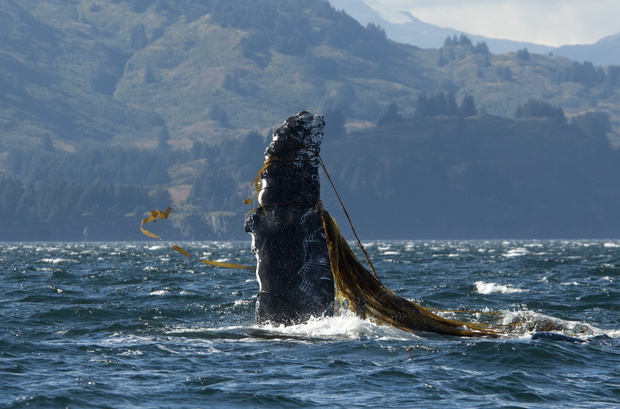 Uwięziona płetwa piersiowa płetwala garbatego – zdjęcie stockowe, Kodiak, Alaska.