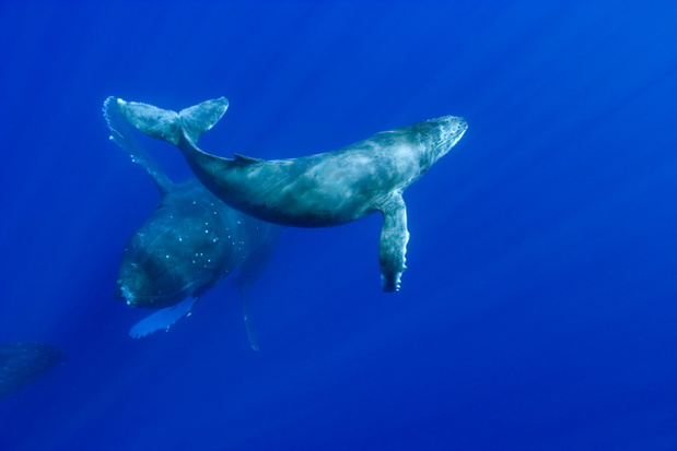 Mama z młodym płetwalem garbatym (Megaptera novaeangliae) w Oceanie Spokojnym niedaleko wyspy Hawaiʻi.