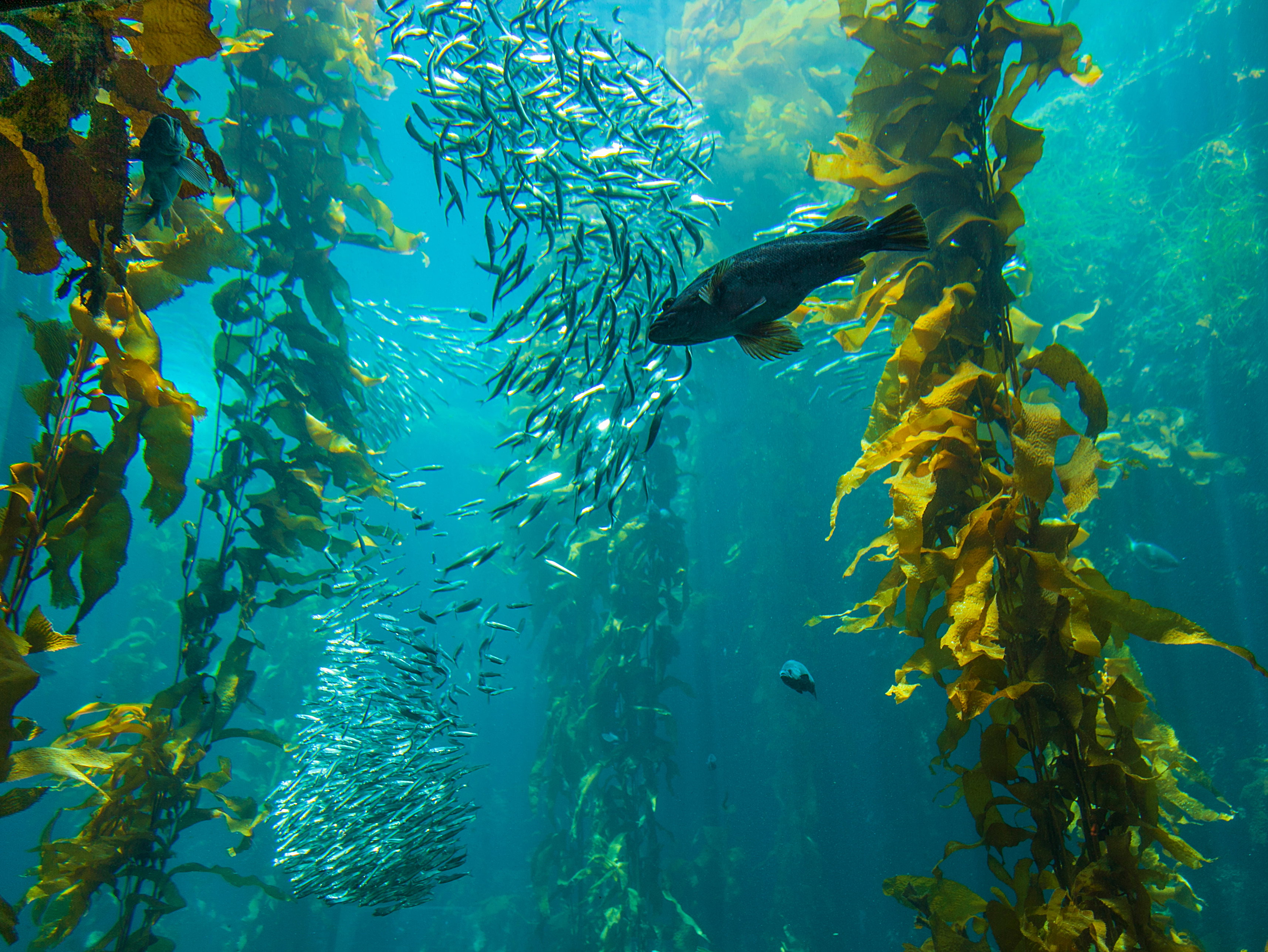 Odkryto niepokojące globalne ciemnienie wód oceanów