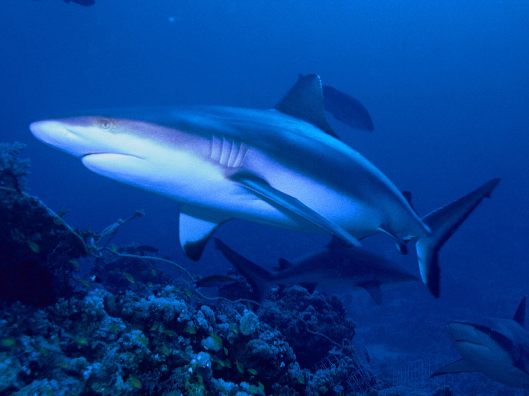Nawet rekiny cierpią wskutek zmian klimatu. Gorąca woda oceanów wygania te drapieżniki z raf koralowych