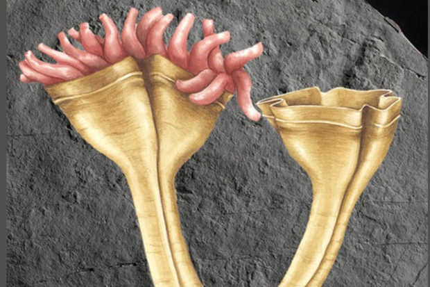 Auroralumina attenboroughii