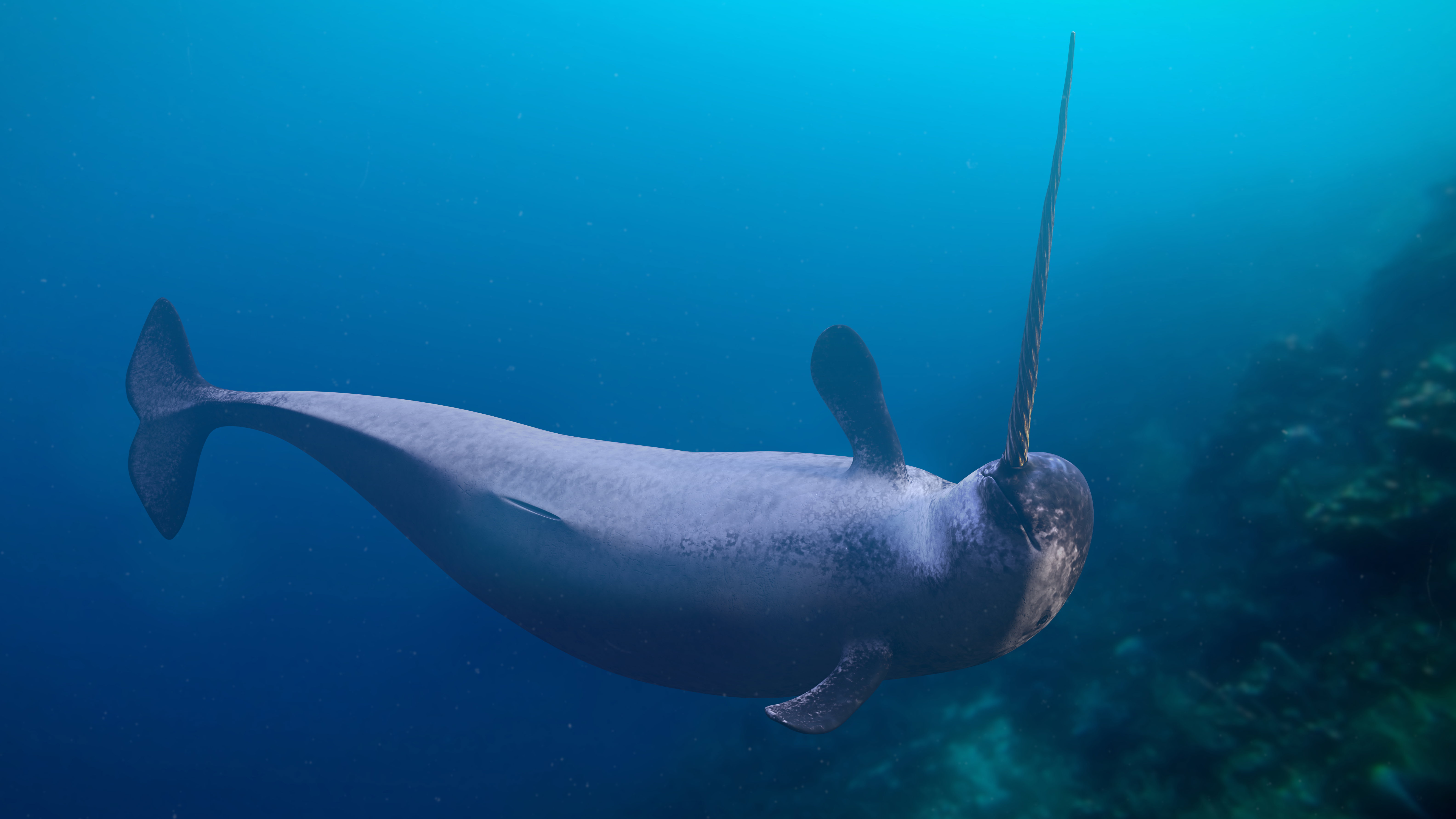 Narwal jednozębny, fot. dottedhippo/Getty Images