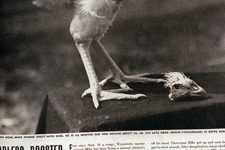 kogut bez głowy